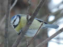 Cyanistes caeruleus caeruleus