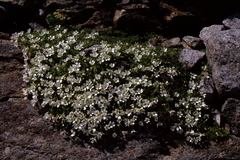Cerastium uniflorum