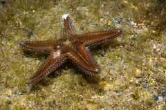 Astropecten spinulosus