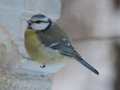 Cyanistes caeruleus caeruleus