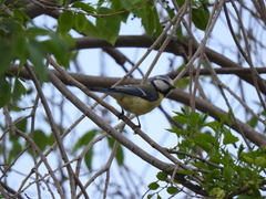 Cyanistes caeruleus orientalis