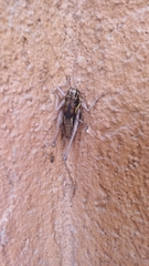 Parapholidoptera