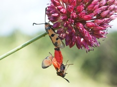 Zygaena laeta