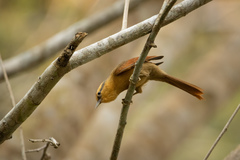 Dendroma rufa