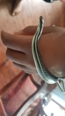 Thamnosophis lateralis