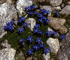 Gentiana bavarica subacaulis