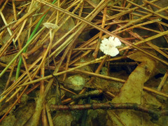 Pseudomarasmius pallidocephalus