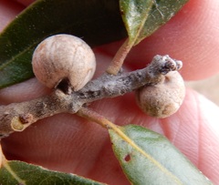 Allokermes cueroensis