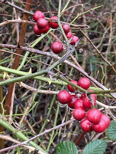 Larger Smilax