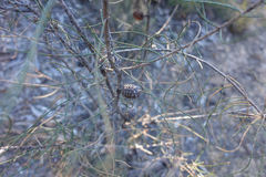 Allocasuarina paludosa