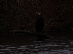 Phalacrocorax carbo