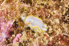 Diaphorodoris alba