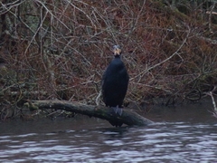 Phalacrocorax carbo