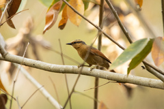 Dendroma rufa