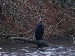 Phalacrocorax carbo