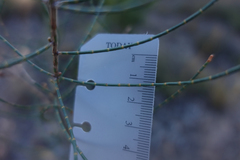 Allocasuarina paludosa