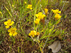 Sisyrinchium graminifolium