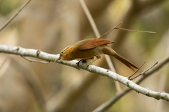 Dendroma rufa