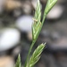 Ryegrasses - Photo (c) Cheng-Tao Lin, some rights reserved (CC BY)