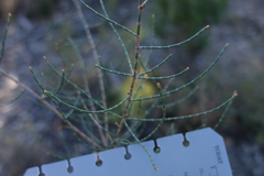 Allocasuarina paludosa