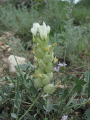 Astragalus calycinus