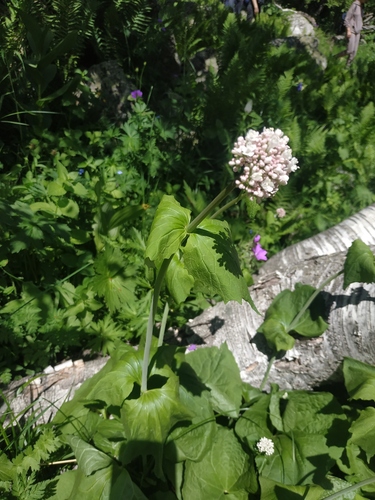 Valeriana alliariifolia