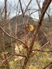 Dioscorea caucasica