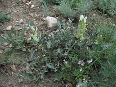 Astragalus calycinus