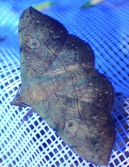 Anticarsia rubricans