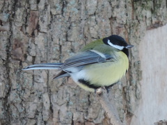 Parus major major