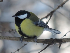 Parus major major