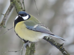 Parus major major