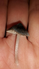 Pseudohydropus parafunebris