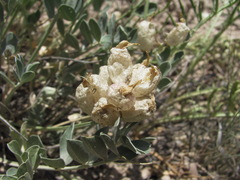 Astragalus calycinus
