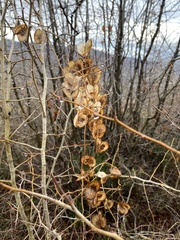Dioscorea caucasica