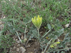Astragalus calycinus