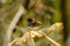 Myrmoderus squamosus