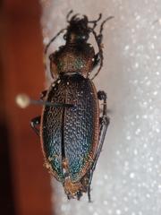 Carabus excellens