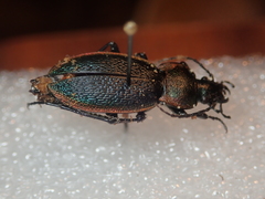 Carabus excellens