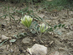 Astragalus calycinus