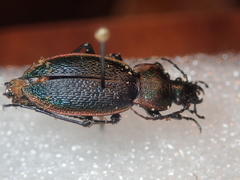 Carabus excellens