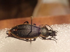 Carabus excellens