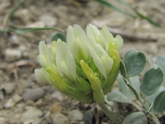 Astragalus calycinus