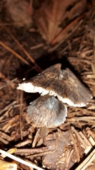 Pseudohydropus parafunebris