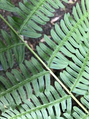 Pteris wallichiana