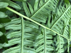 Pteris wallichiana