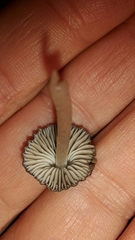 Pseudohydropus parafunebris