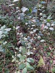 Ilex vomitoria image