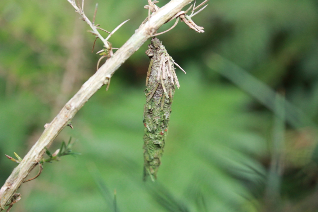 New Zealand Common Bag Moth