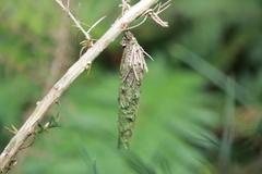 New Zealand Common Bag Moth